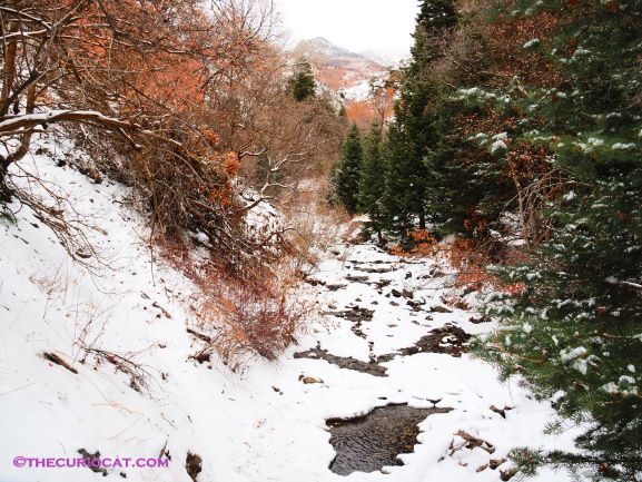 Adam's Canyon Creek in Winter