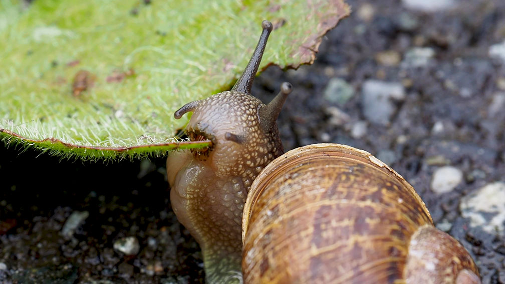snails vs slugs