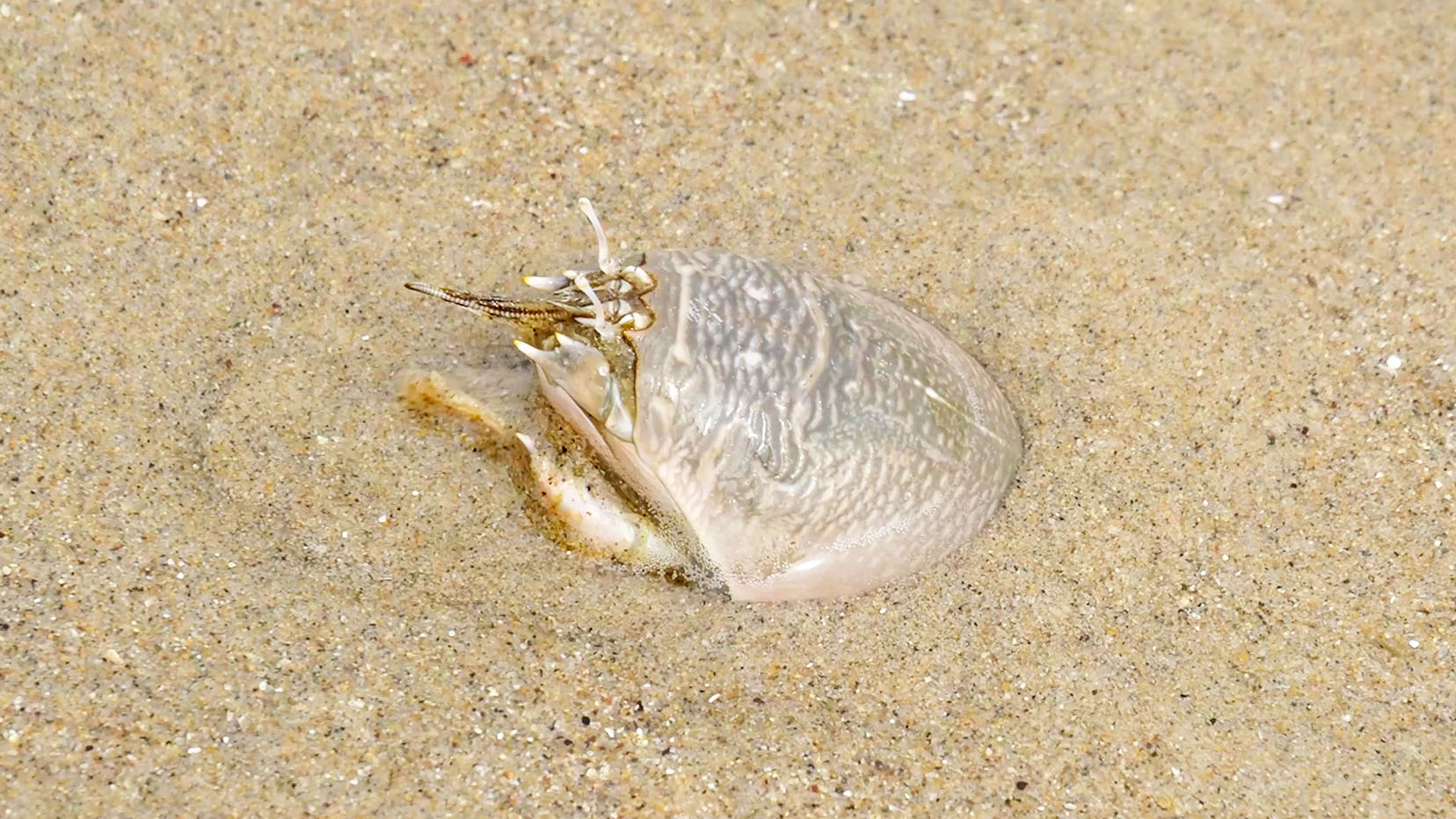 sand crabs