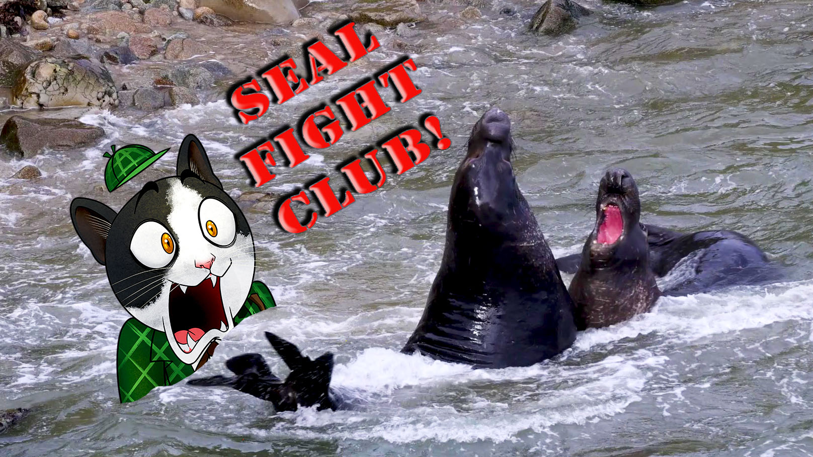 elephant seal fight tn