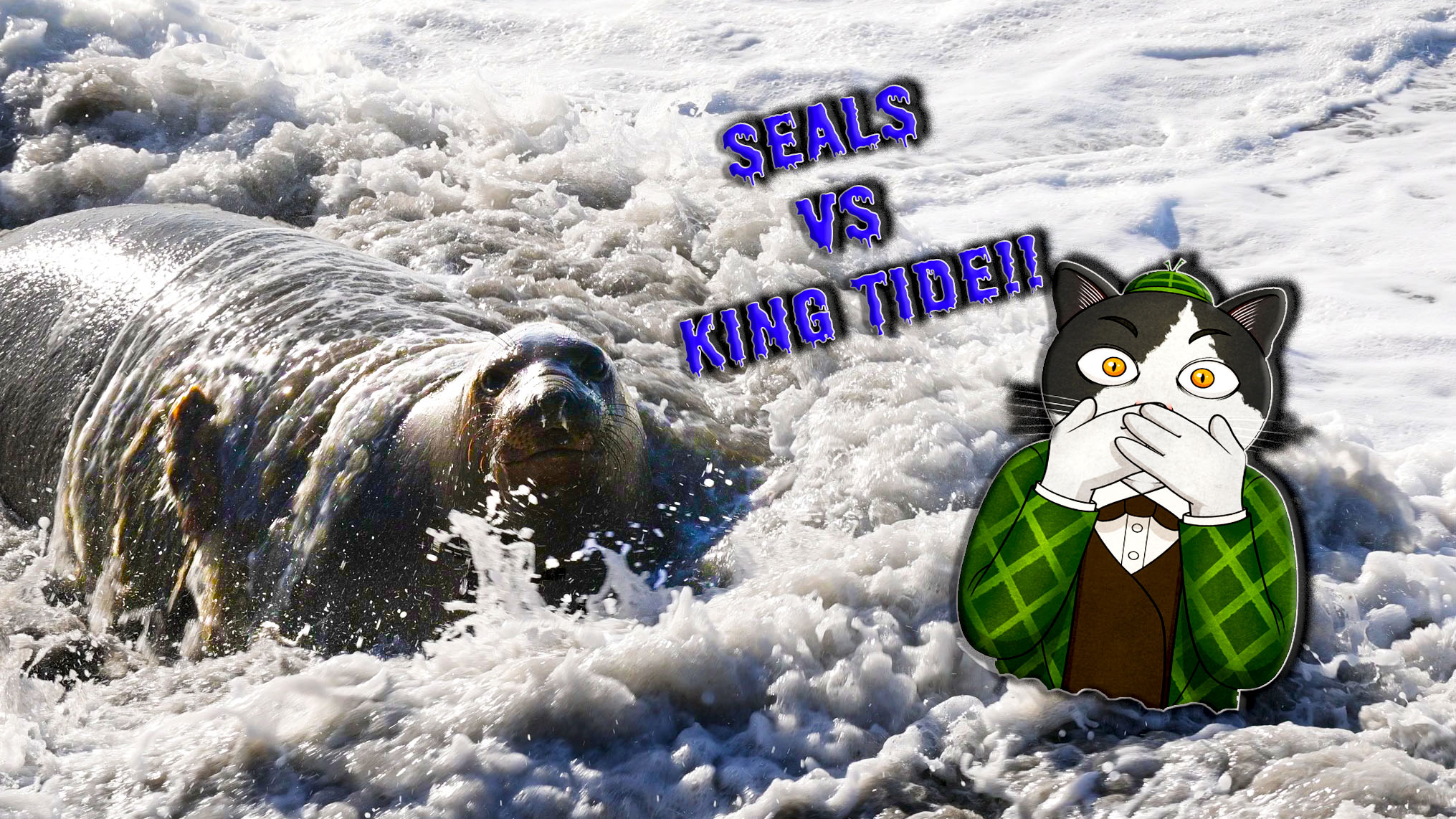 elephant seals vs king tide