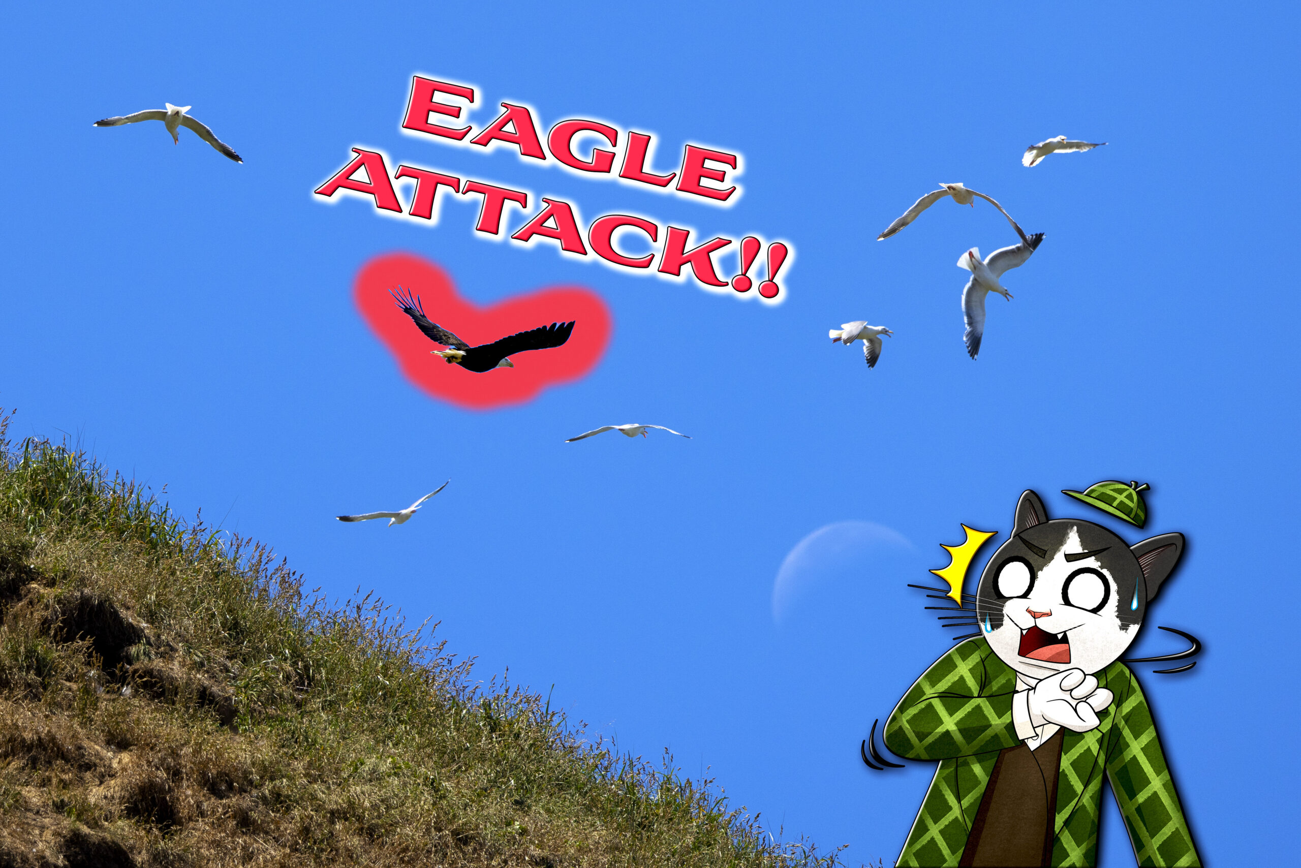 bald eagle attack