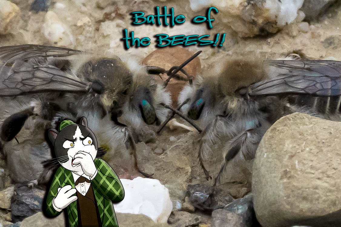 native bees