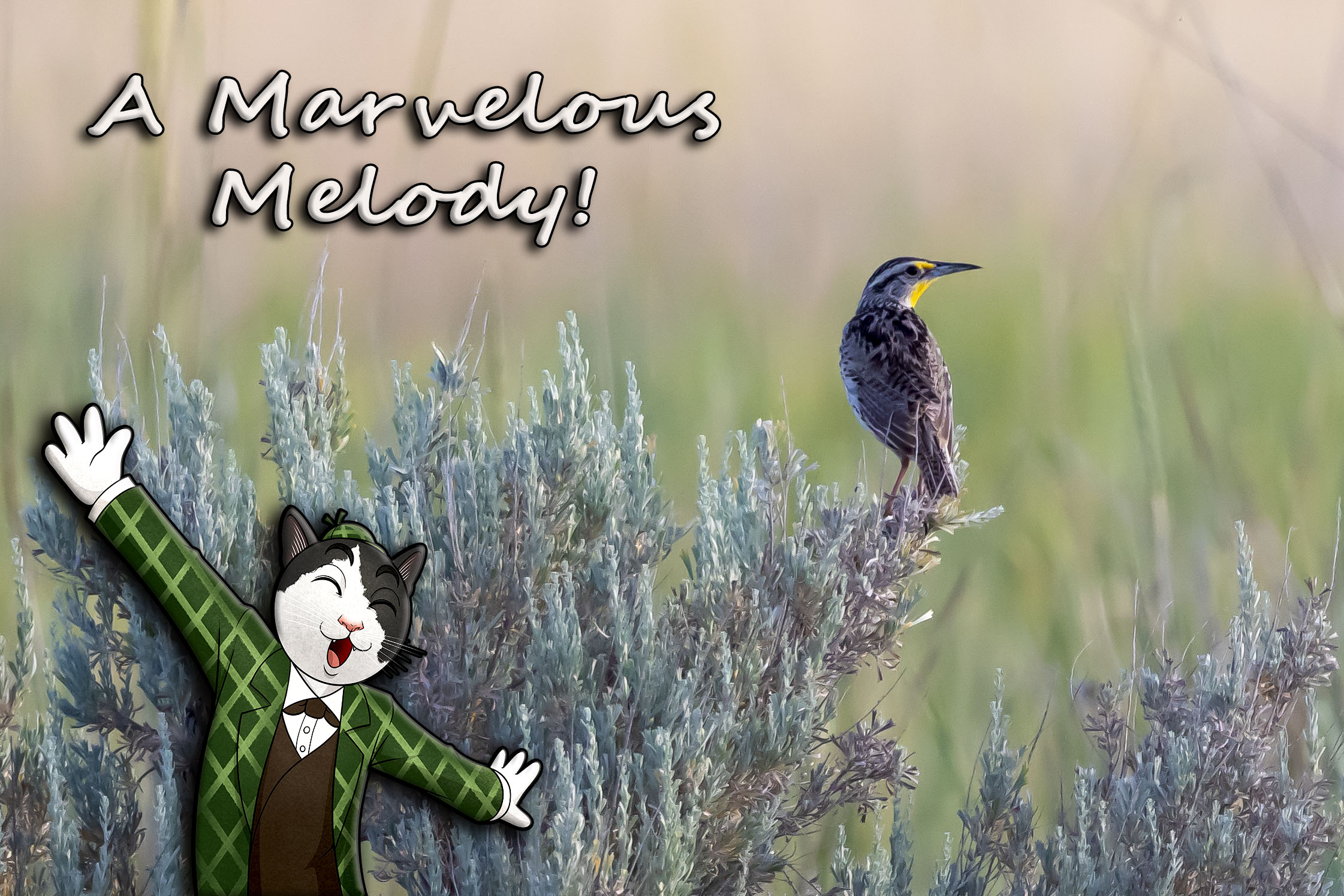 western meadowlark